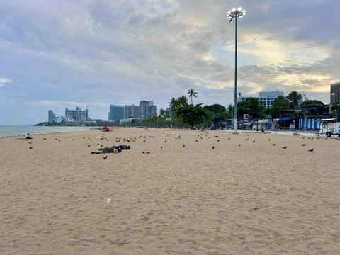 Flock of pigeons on an empty sandy beach next to modern buildings at Pattaya Stock Photos