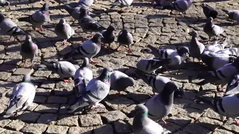 A flock of pigeons feed on bread in Sunny weather Stock-Footage 149853268