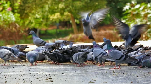 Flock of Pigeons Feeding Stock Footage 50253638