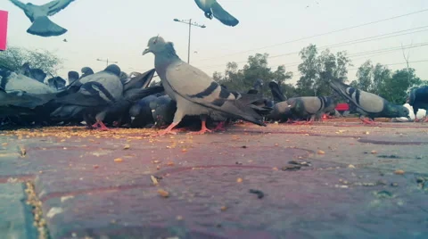 Flock of pigeons feeding Stock Footage 53775005