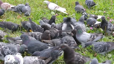 A flock of pigeons. Feeding. Stock-Footage 72794820