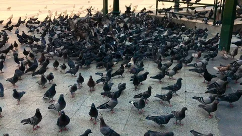 Flock of pigeons feeding 動画素材 112315097