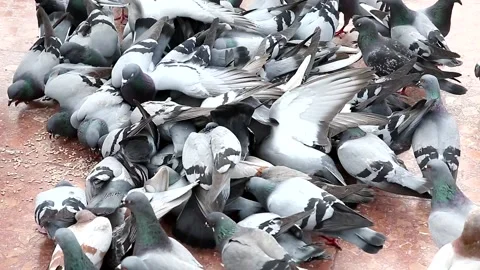 A flock of pigeons feeding Stock Footage 132058599