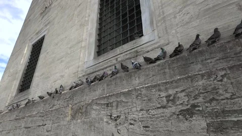 Flock of Pigeons Feeding in Front of New Mosque in Eminönü Stock Footage 303781494
