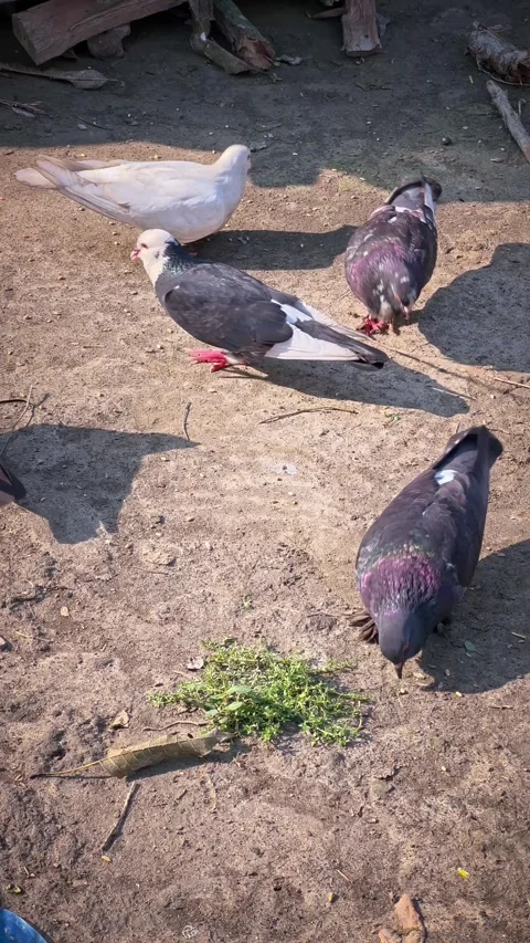 Flock of Pigeons Feeding on Ground Stock Footage 333840843