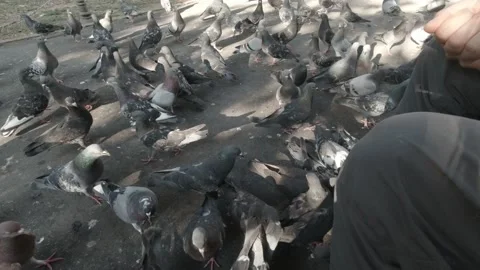 Flock of pigeons feeding in park 스톡 동영상 151389621
