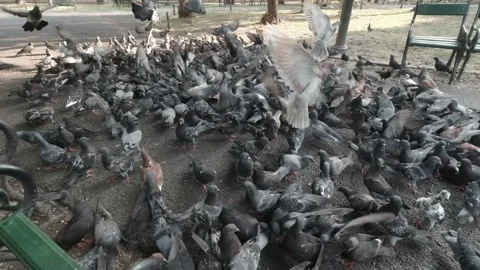 Flock of pigeons feeding in park 스톡 동영상 151389871