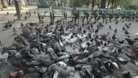 Flock of pigeons feeding in park 스톡 동영상 151390047