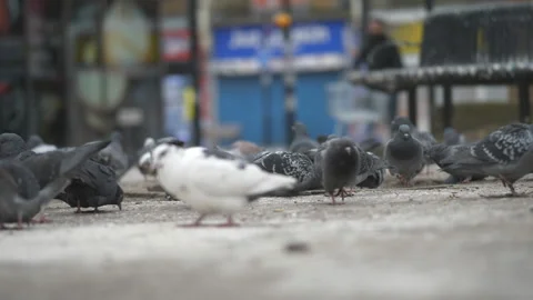 A flock of pigeons feeding on a sidewalk. Stock Footage 150199125