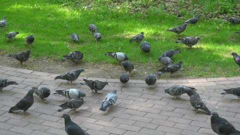 Flock of pigeons feeding in slow mo Park Stock Footage 89970492