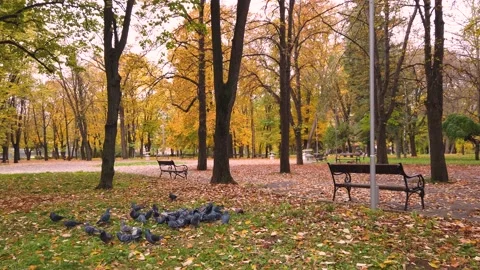 FLOCK OF PIGEONS FLAPPING WINGS IN THE PARK AT AUTUMN Stock Footage 144217625