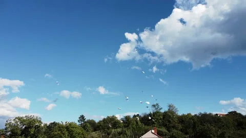 A flock of pigeons flies above the camera. Aerial shot Stock Footage 217719209