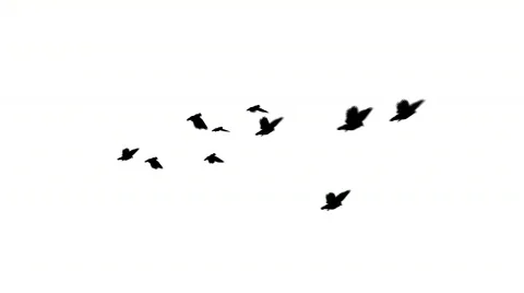 Flock of pigeons flies over Stock Footage