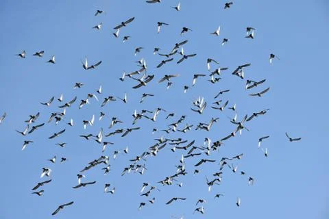 A flock of pigeons flies Stock Photos
