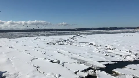 Flock of pigeons in flight Stock Footage 331376511