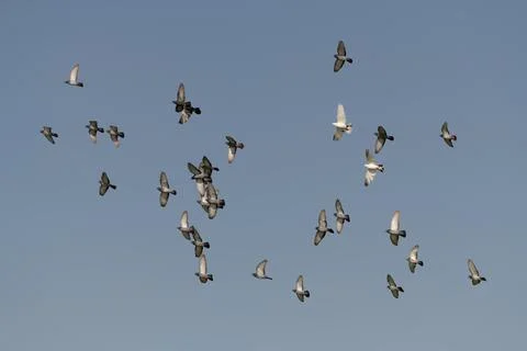Flock of Pigeons in flight Stock Photos