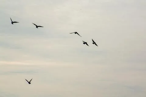 A flock of pigeons in flight Stock Photos