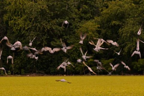 A flock of pigeons in flight. Stock Photos