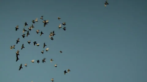 Flock of Pigeons in Flight.m2ts Stock Footage 27430518