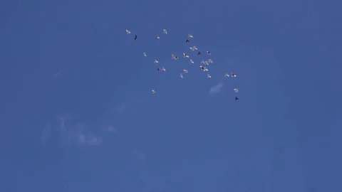 Flock of pigeons fly in the blue sky. Slow motion shot 스톡 동영상 80130155