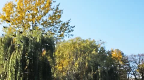 Flock Of Pigeons Fly Video stock 8973777