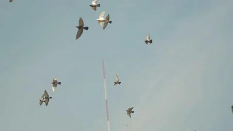 A flock of pigeons fly over the crowded city of Lima, Peru Stock Footage 237176360