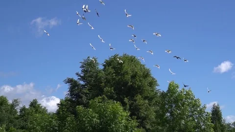 Flock of pigeons fly over trees in clear sky. Slow motion shot Stock Footage 80130161