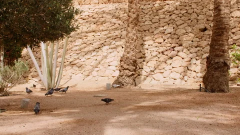 A flock of pigeons fly towards the camera in a park Stock Footage 248136523
