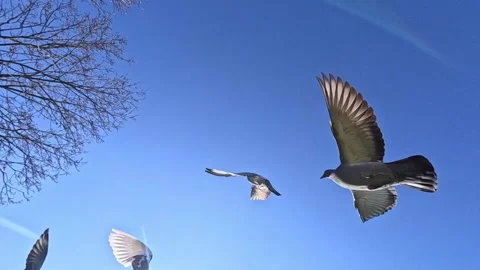 Flock of pigeons flying across clear blue sky in urban park Stock Footage 321834660