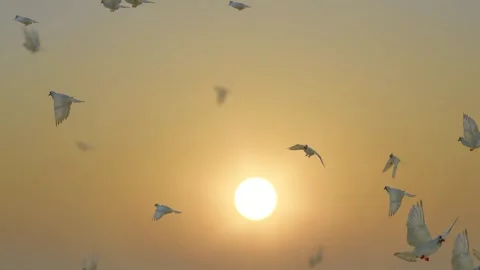 Flock of pigeons flying across the sunset sky Stock Footage 316018469