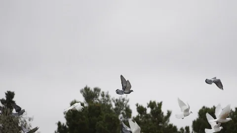 A flock of pigeons flying against the backdrop of trees and sky Stock Footage 104920278