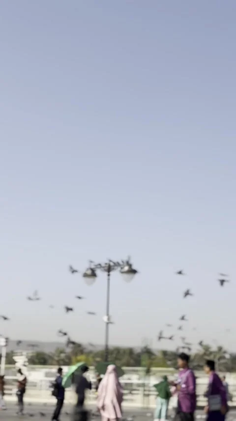 A flock of pigeons flying and perched on a decorative street lamp in a public sq Stock Footage 323159202