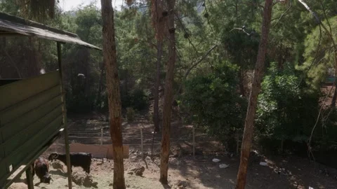 Flock of pigeons flying between trees, wildlife motion Stock Footage 327830770