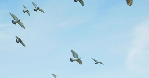 Flock of pigeons flying in clear blue sky Stock Footage 336661216