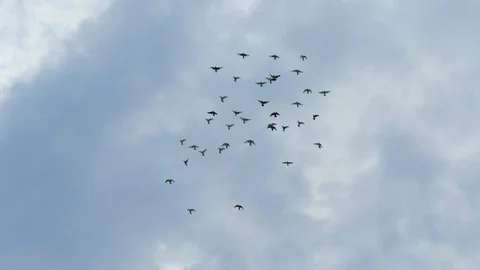 Flock of pigeons flying in cloudy sky. Slow motion shot 動画素材 86155361
