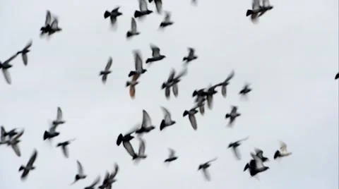 Flock of pigeons flying Stock Footage 54601328