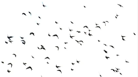 Flock of pigeons flying Stock Footage 54601367