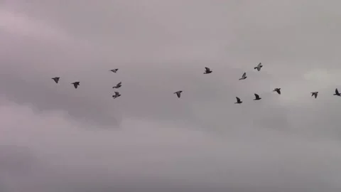Flock of pigeons flying Stock Footage 141208113