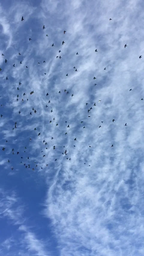 Flock of pigeons flying in front of soft clouds Stock Footage 195945732