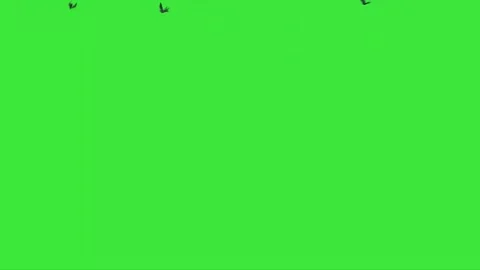 Flock of Pigeons Flying on Green Screen Stock Footage 222086479