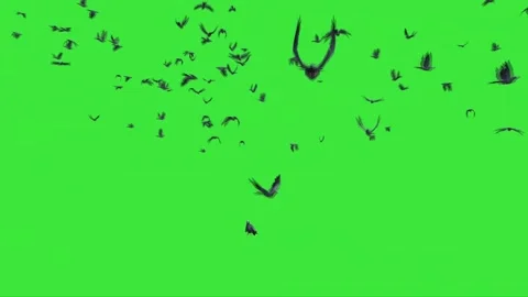 Flock of Pigeons Flying on Green Screen 03 Video stock 222086528