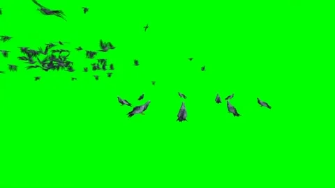Flock of Pigeons Flying on Green Screen 01 Stock Footage 222086608