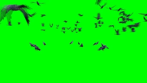 Flock of Pigeons Flying on Green Screen 05 Stock-Footage 222086672