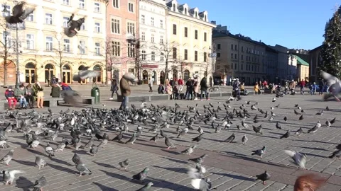 Flock of pigeons flying over Main Market Square.MVI 4268 Stock Footage 146132040