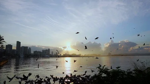 A flock of pigeons flying over the ocean with Durban in the background Stock Footage 114744352