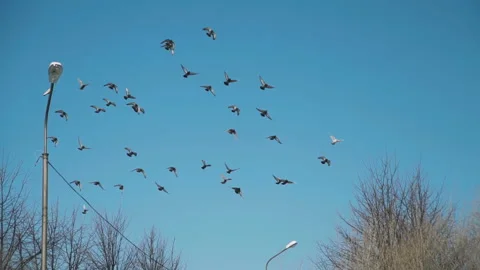 Flock of Pigeons Flying over the Trees in Spring Stock Footage 105636764