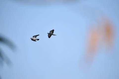 Flock of pigeons is flying Stock Photos
