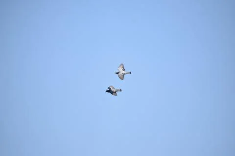 Flock of pigeons is flying Stock Photos