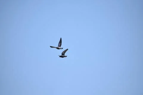 Flock of pigeons is flying Foto stock
