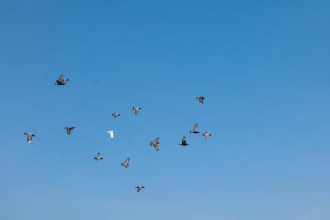 A Flock of Pigeons Flying in the Sky Stock Photos